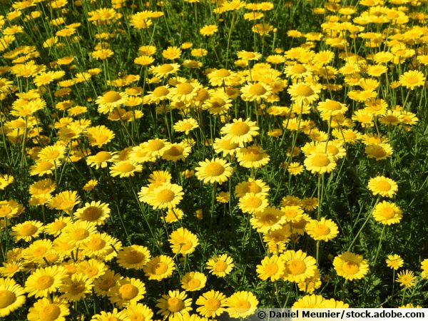 Des images de diff�rentes plantes